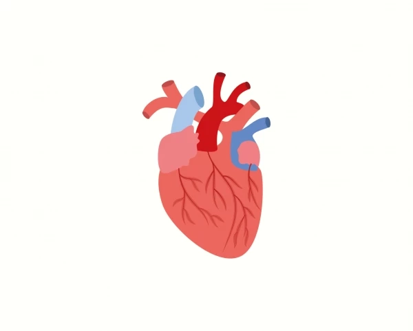Ученые идентифицировали идеальный белок для сердца