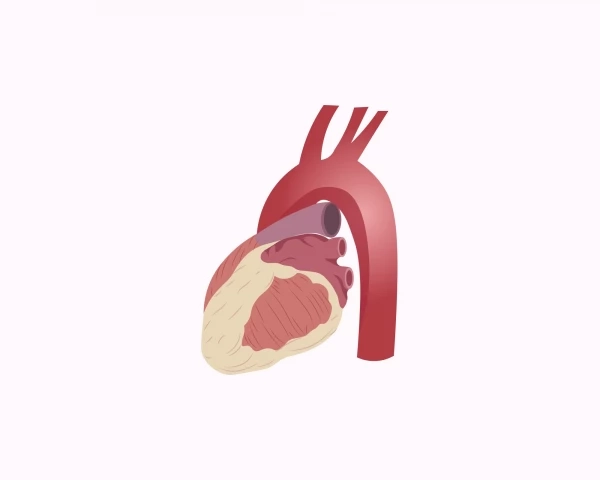 Модифіковані стовбурові клітини допоможуть відновити серце після інфаркту